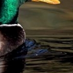 _04C9858 .jpg Colvert mâle